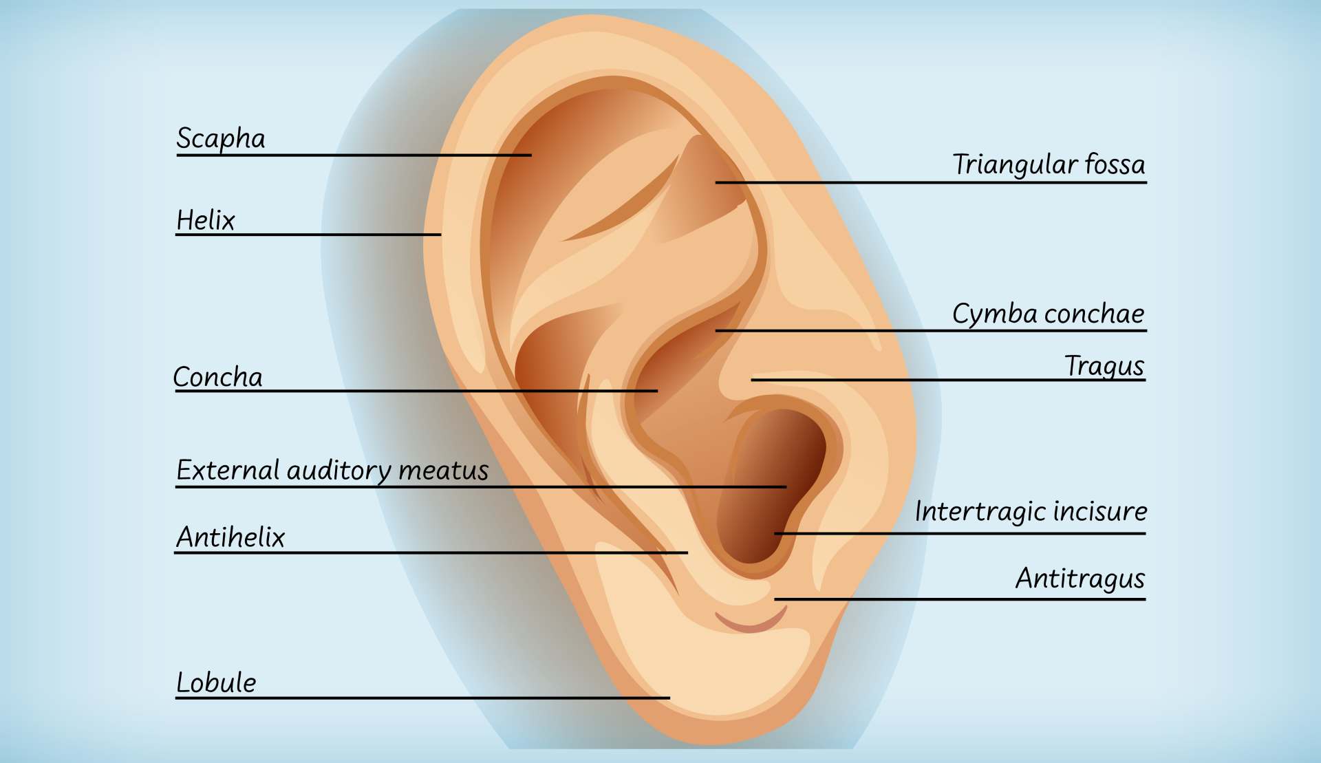 Anatomie d'une oreille, les zones de l'oreille que tu peux tatouer